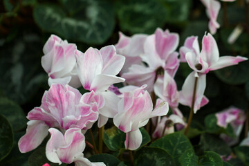 Obraz premium Collection of flowers, anthers and stigmas close up with shallow depth of field.