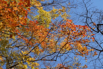トウカエデの葉の秋のカラフルな彩り