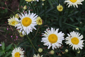 shasta daisy flowers