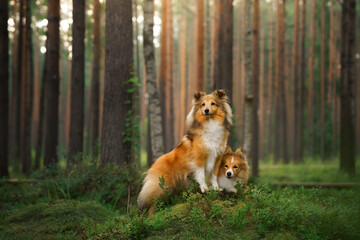 red two sheltie dogs in the green forest. Pet on the nature. tracking, hiking, travel 