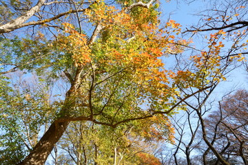 トウカエデの葉の秋のカラフルな彩り