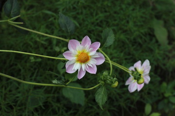 teesbrooke audrey dahlia