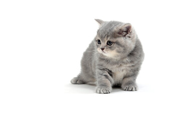small kitten on white background