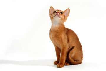 small kitten on white background 