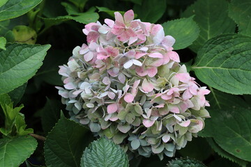 hydrangea flower with faded color