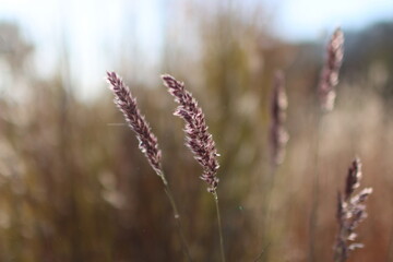 grass flower