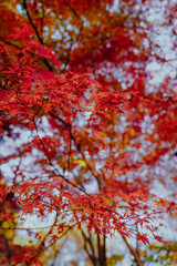 Red maple leaves  and Chinese classical architecture in autumn
