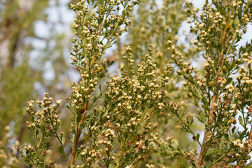 White blooming staminate discoid head inflorescences of Coyote Bush, Baccharis Pilularis, Asteraceae, native dioecious perennial shrub, Ballona Freshwater Marsh, Southern California Coast, Autumn.