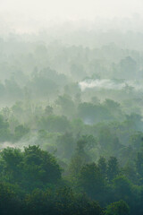 Dense forests in mountain region covered in mist