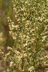 White blooming staminate discoid head inflorescences of Coyote Bush, Baccharis Pilularis, Asteraceae, native dioecious perennial shrub, Ballona Freshwater Marsh, Southern California Coast, Autumn.