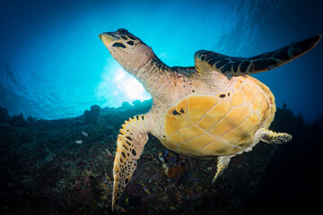 Female Hawksbill turtle swimming around coral reef with sun rays bursting through the shallow water