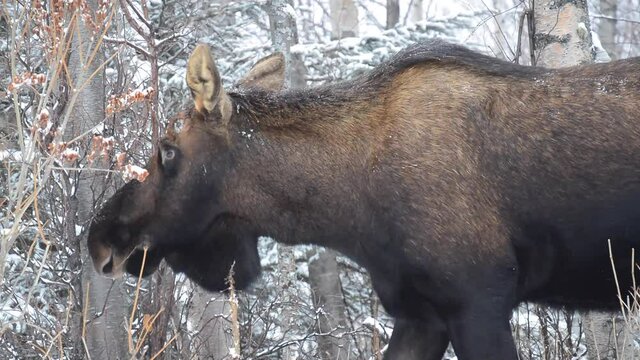 Alaskan bull moose in the woods