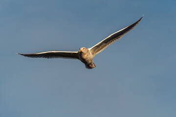 close up of a seagull with its wings wide open flew over the hazy blue sky in the morning 