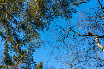 View of the sky through birch branches with fallen leaves and branches of evergreen pine in December in the forest