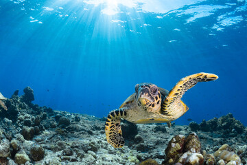 Female Hawksbill turtle swimming around coral reef with sun rays bursting through the shallow water