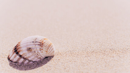 Summer time. Seashells, starfishes on sand ocean beach background. Travel concept in minimal style.