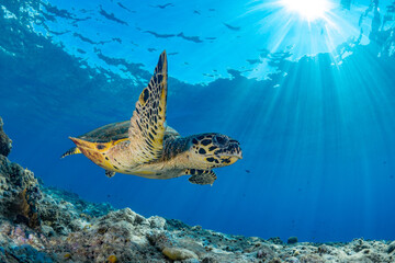 Obraz na płótnie Canvas Female Hawksbill turtle swimming around coral reef with sun rays bursting through the shallow water