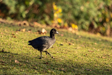one American coot walking towards the pond on a sunny morning in the park