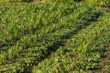 well manage farm land with rows of newly planted green crops under the sun