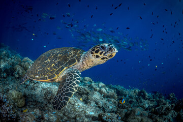 Obraz na płótnie Canvas Hawksbill sea turtle swims above coral reef in tropical waters