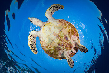 Obraz premium Female Hawksbill turtle swimming around coral reef with sun rays bursting through the shallow water