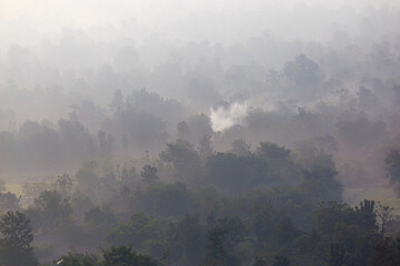 Dense forests in mountain region covered in mist