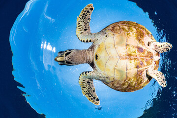 Naklejka premium Female Hawksbill turtle swimming around coral reef with sun rays bursting through the shallow water