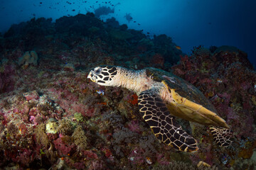 Hawksbill sea turtle swims above coral reef in tropical waters