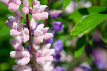 Field of pink lupins on a bright summer day: blooming in the wild, summer colors, flowers, blurred background, selective focus close-up, space for text