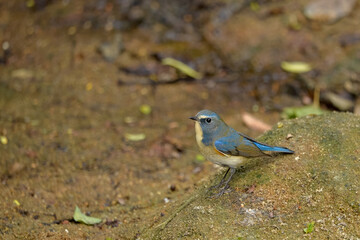 The bird on the ground is a male Red-flanked Bush Robin
