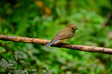 The bird that stops on the branch is the female Red-flanked Bush Robin
