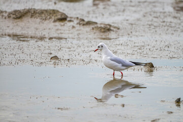 A seagull is foraging on the beach
