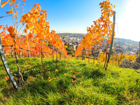 ASPERG, GERMANY, Vineyards in autumn. Green grass and red leafs. View of the city of Asperg through vineyards