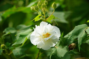 Obraz na płótnie Canvas 白色のコットンローズの花