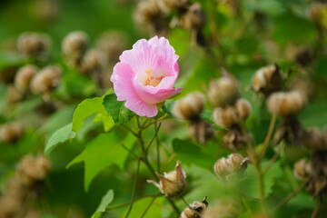 最後に一輪残ったピンク色のコットンローズの花