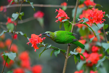The female Orange-bellied Leafbird on the branch sucks nectar
