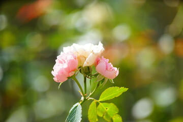 ピンク色の薔薇と背景の玉ボケ