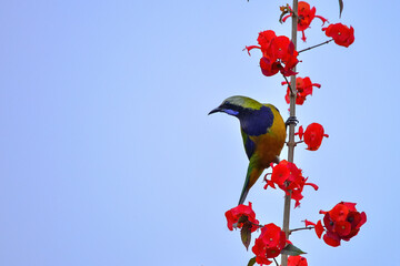 The bird resting on the branch is the male Orange-bellied Leafbird
