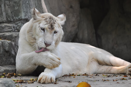 A white tiger is resting and licking his feet

