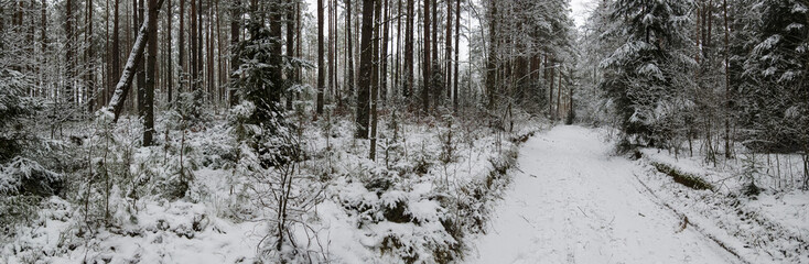 Panorama of winter forest with trees covered snow. view of the snowy road in the forest. Depressed mood concept.
