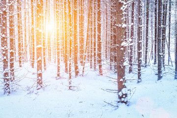 Sunbeams streaking through spruce trunks in a winter spruce forest after a snowfall at sunrise.