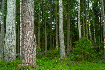 Old forest with large trees.