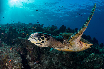 Fototapeta na wymiar Hawksbill sea turtle swims above coral reef in tropical waters