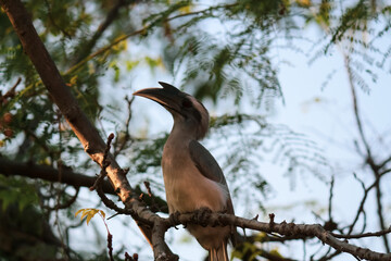 blue heron bird sitting on the branch of the tree