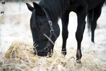 black horse in a stable  eating hay, snow background
