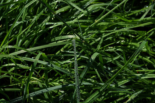 Fondo natural de hierba graminoide, de un verde intenso y hoja estrecha, cubierta de gotas de agua después de caer un aguacero.