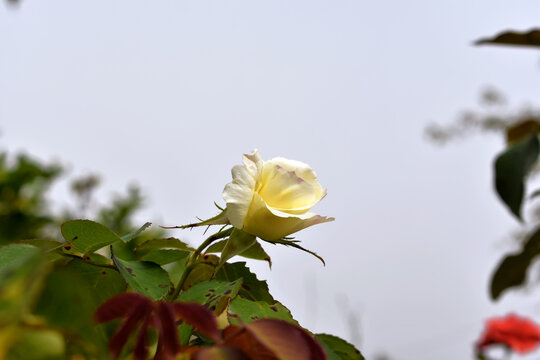 Rosa blanca en el jardín sobre un cielo gris de verano afectada por la enfermedad de la mancha negra. Fondo de naturaleza al aire libre.
