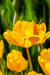curly yellow tulip