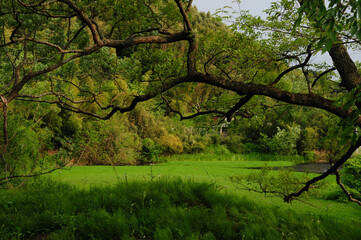 垂れ下がった木の枝