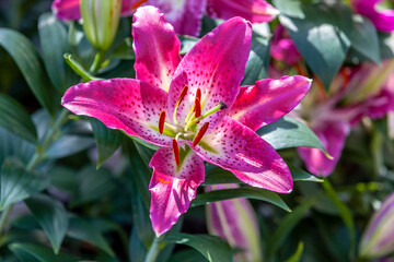 Stargazer Lily Flower Head